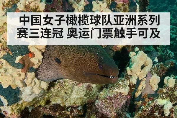 中国女子橄榄球队亚洲系列赛三连冠 奥运门票触手可及